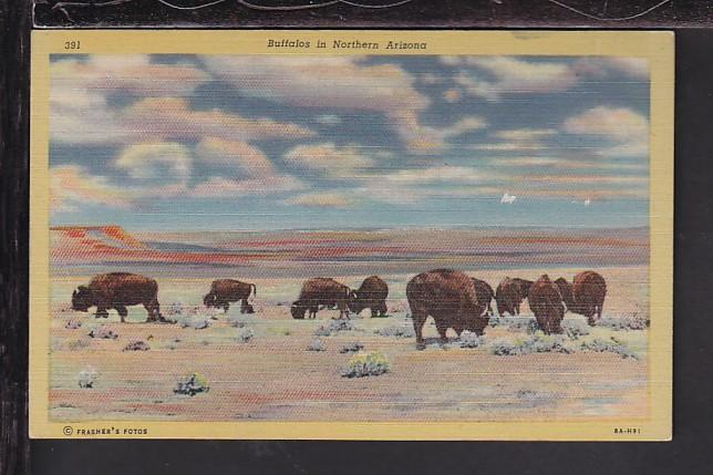 Buffaloes in Northern Arizona Postcard 