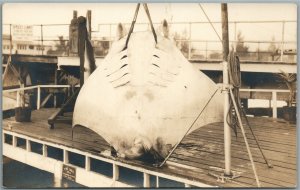 FT. LAUDERDALE FL HUGE BATOIDS FISHING VINTAGE REAL PHOTO POSTCARD RPPC