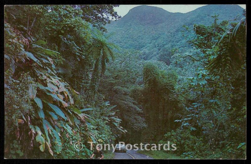 EL YUNQUE RAIN FOREST