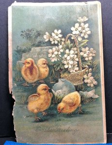 Easter Greeting Chick 1906 Antique Postcard