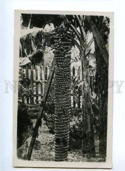 151568 SINGAPORE Banana Tree Vintage photo PC