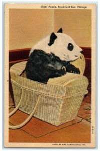 1940 Giant Panda Basket Brookfield Zoo Chicago Illinois Antique Vintage Postcard