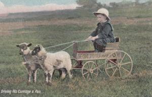 Child Farmer Driving His Sheep Antique Transportation Truck Old Farming Postcard