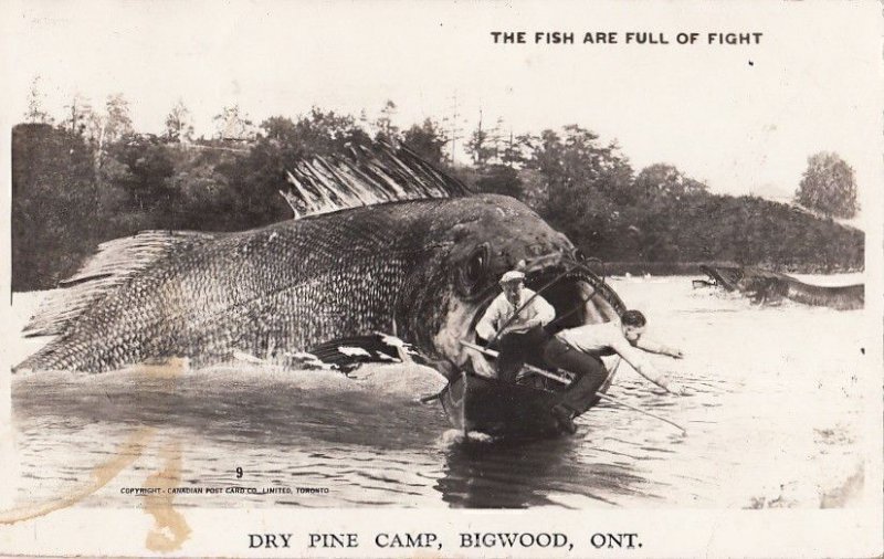 Postcard RPPC Exaggeration Giant Fish Dry Pine Camp Bigwood Ontario Canada
