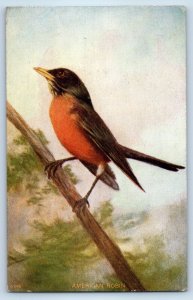 c1910's American Robin Bird On The Tree Unposted Antique Postcard