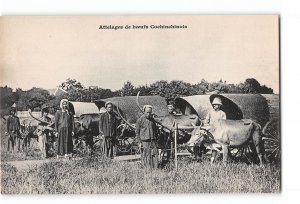 China Postcard 1901-1907 Teams of Chinese Oxen