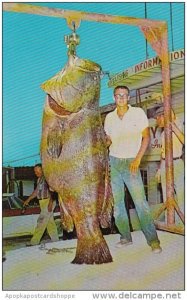 Giant 644 Pound Jewfish Caught By Robert Hurst During Freeport Jaycees Annual...