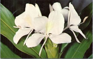 Postcard Hawaii - White Ginger Blossoms