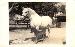 RPPC Little Wild Horse from Grand Canyon, Arizona c1940s Vintage Photo Postcard