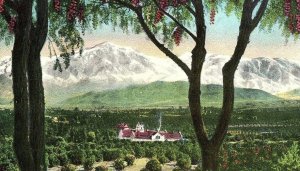 C.1910 Mt. San Bernardino From Redlands, CA Overlooking Vineyard Postcard P125