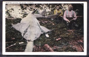 FL – Miami – Sawfish caught off Miami