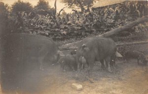 RPPC PIGS HOGS ANIMALS REAL PHOTO POSTCARD (c. 1910)