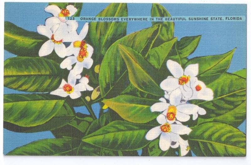 Orange Blossoms Florida Vintage Linen Postcard