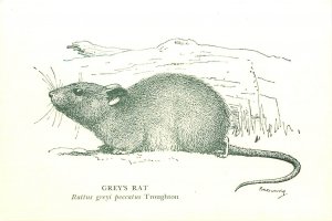 Australian Wildlife Art Postcard; Grey's Rat, Museum of Victoria, A/S Browning