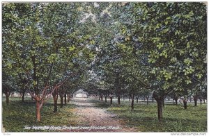 Ten Year old apple orchard , PROSSER , Washington , PU-1912