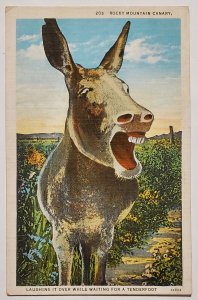 Smiling Donkey Rocky Mountain Canary Laughing It Over Postcard R28