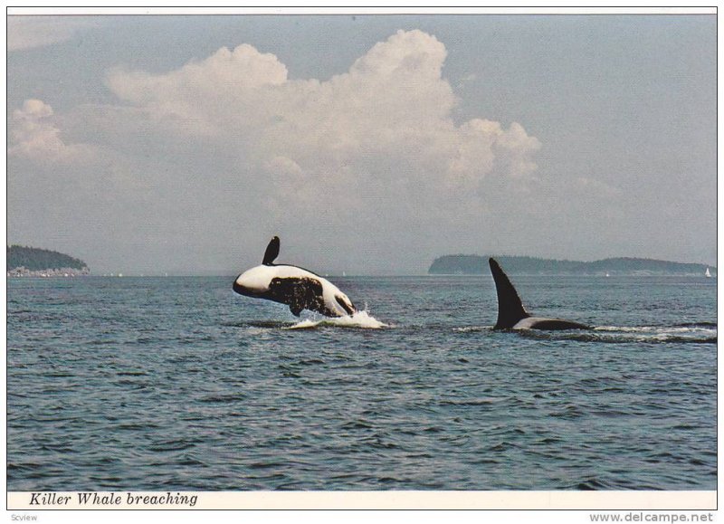 Killer Whale Pod in wild w/one jumping , B.C. , Canada , 50-70s Version-2 wit...