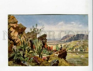 3173199 South Africa Transvaal Colony Vintage TUCK postcard