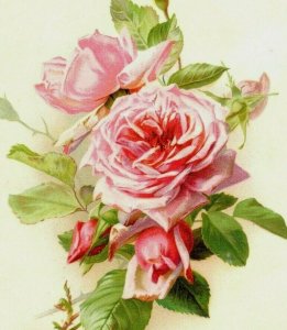 1896 Fleischmann & Co's Yeast Lovely Pink Roses 5 Fab! *M