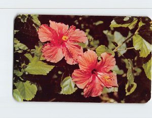 Postcard The delicately tinted hibiscus, as grown in the Virgin Islands