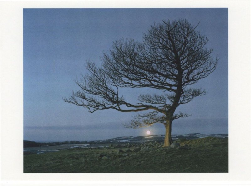 Lottie Davies Here The Last Ghost Tree Cornwall Haunted Photo Postcard