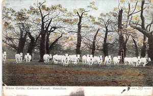 White Cattle, Cadzow Forest Hamilton United Kingdom, Great Britain, England 1...