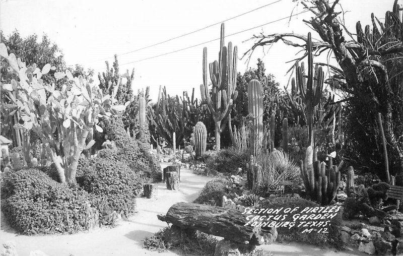 1940s EDINBURG TEXAS Pirtles Cactus Garden RPPC real photo postcard 3607