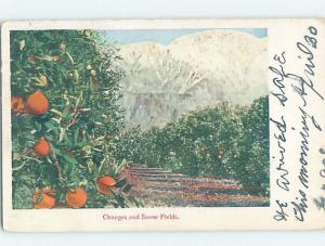 Pre-1907 ORANGES WITH THE SNOW FIELDS Postmarked Los Angeles CA hp9017