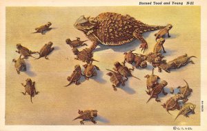 Horned Toad and Young Frogs Arizona, USA Writing on back card does not lay flat