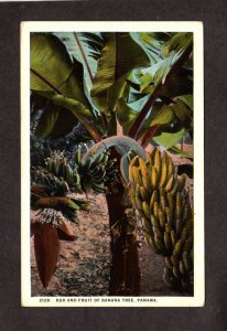 Rep PANAMA Fruit of the Banana Tree Farm Bocas del Toro Postcard Carte :Postale