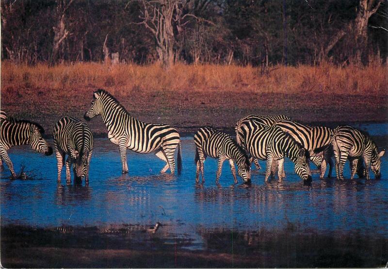 Zebra zebras Africa postcard