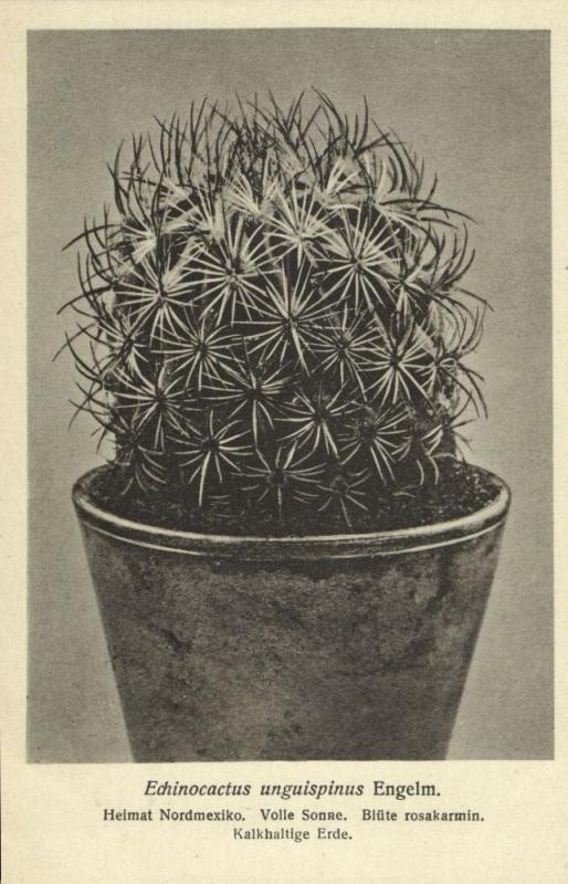 Cactus Cactaceae, Echinocactus Unguispinus Engelm. (1920s) Otto Stoye Postcard