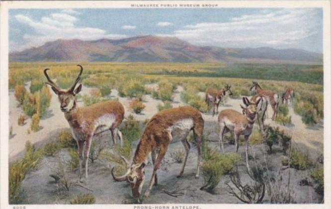 Pronghorn Antelope Milwaukee Public Museum Milwaukee Wisconsin Detroit Publis...