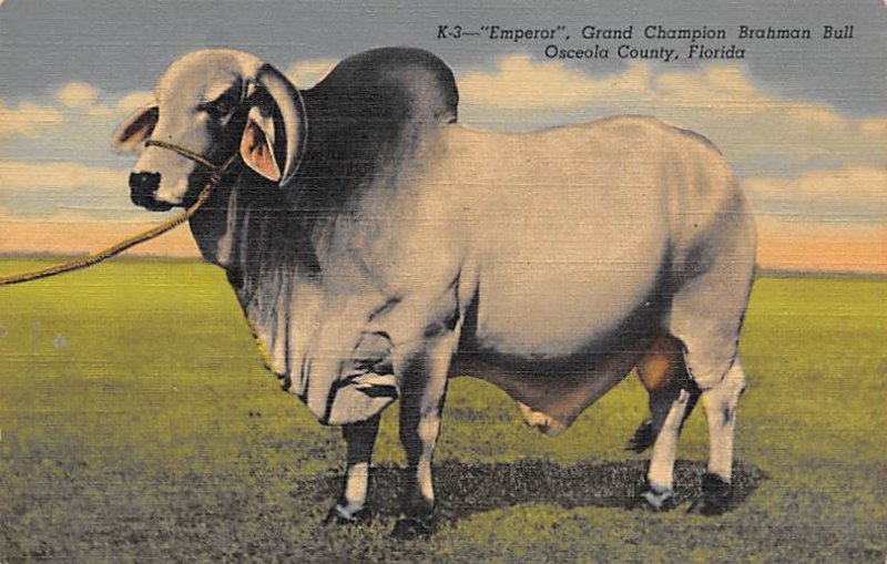 Emperor, Grand Champion Brahman Bull Osceola County, Florida, USA Cow Unused 