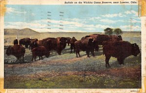 Buffalo On The Wichita Game Reserve - Lawton, Oklahoma OK