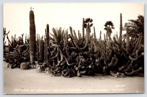 Edinburg Texas~X Is An Arizona Giant~Grows to 50 Ft~Pirtle Cactus Garden RPPC