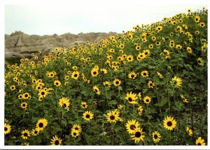 South Dakota Badlands National Park Field Of Sunflowers