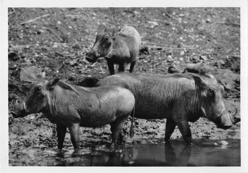 BR88916 real photo south africa kruger  Phacochere park warthog  animal animaux