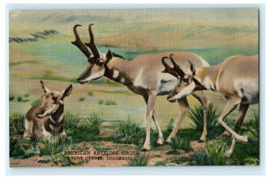 Colorado Museum Natural History American Antelope Group Vintage Postcard 