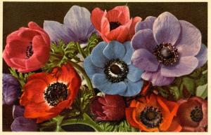 Flowers -   Garden Anemones         (Thor & Gyger #732)