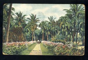 Palm Beach, Florida/FL Postcard, South End Of Jungle Trail & Orange Grove, 1909!