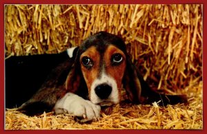 Basset Hounds Hideout- [MX-1158]