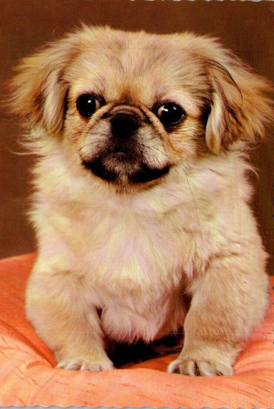 Dogs Pekingese The Little Lion