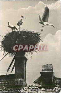 Modern Postcard Storks nest of Obernai Bas Rhin