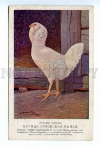 494160 HEN chicken breeds Orloff White by YAGUZHINSKY Poultry Museum postcard