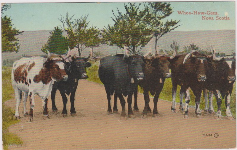 Whoa-Haw-Gees Oxen Teams Nova Scotia Canada 00-10s