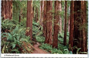 Postcard - A Redwood Grove, Redwood National Park - California