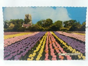 New Vintage Postcard A Fenland Tulip Field Lincolnshire 1960s