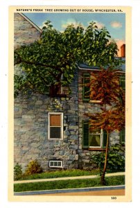 VA - Winchester. Tree Growing Out Of House