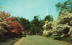 Vintage Postcard Typical Scene Flowering Pink White Dogwood Bloom Connecticut CT